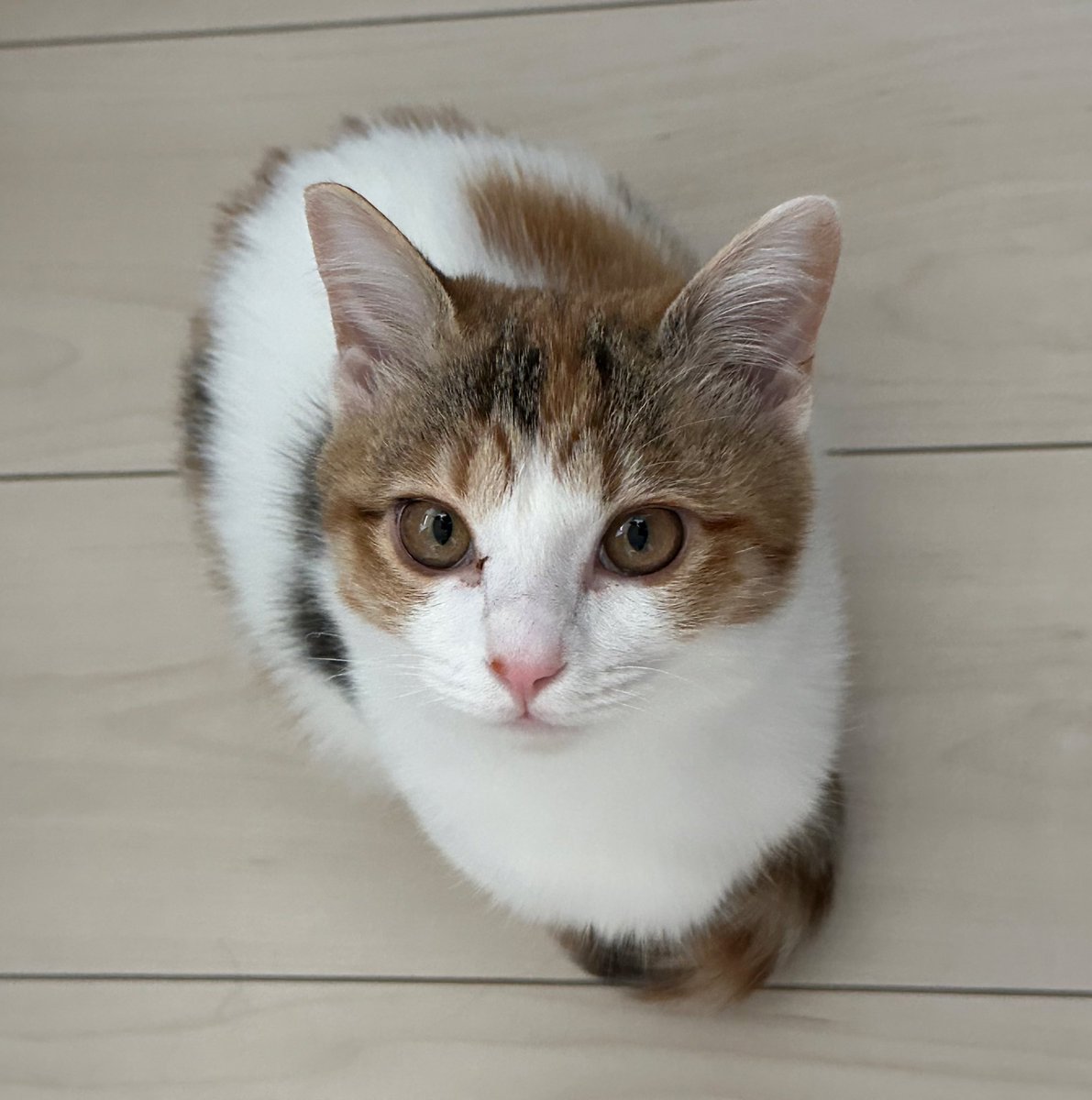 モフモフ ＃猫好きさんと繋がりたい #ねこ