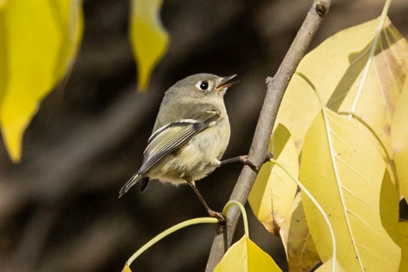 Surprise ruby-crowned kinglet showed up on my camera while chasing the yellow-throated and Nashville warblers #birdcpp