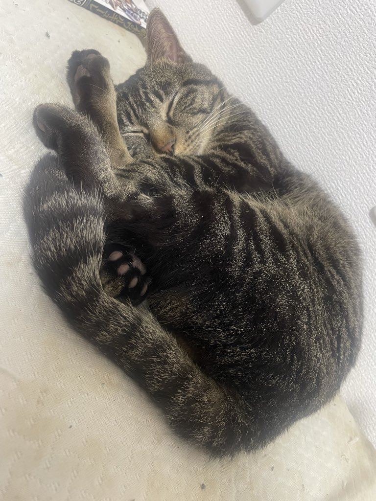 猫を食べたい0号。 (@zero_go92244639) on X