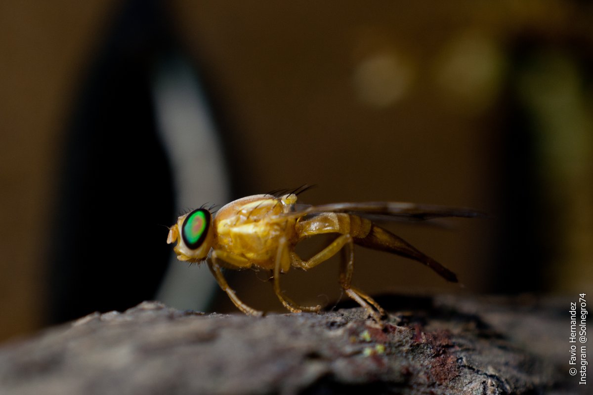 solnegro74's tweet photo. "Ojos que sí ven"
#macrofotografía

#fotografía #insectos #avispa #wasp #photography #macro https://t.co/1BzCszPra4