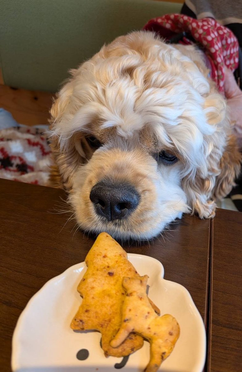 こまてぃでちゅ💛きょうはねーねとバーバとはじめてのドックカフェデビューでちゅ