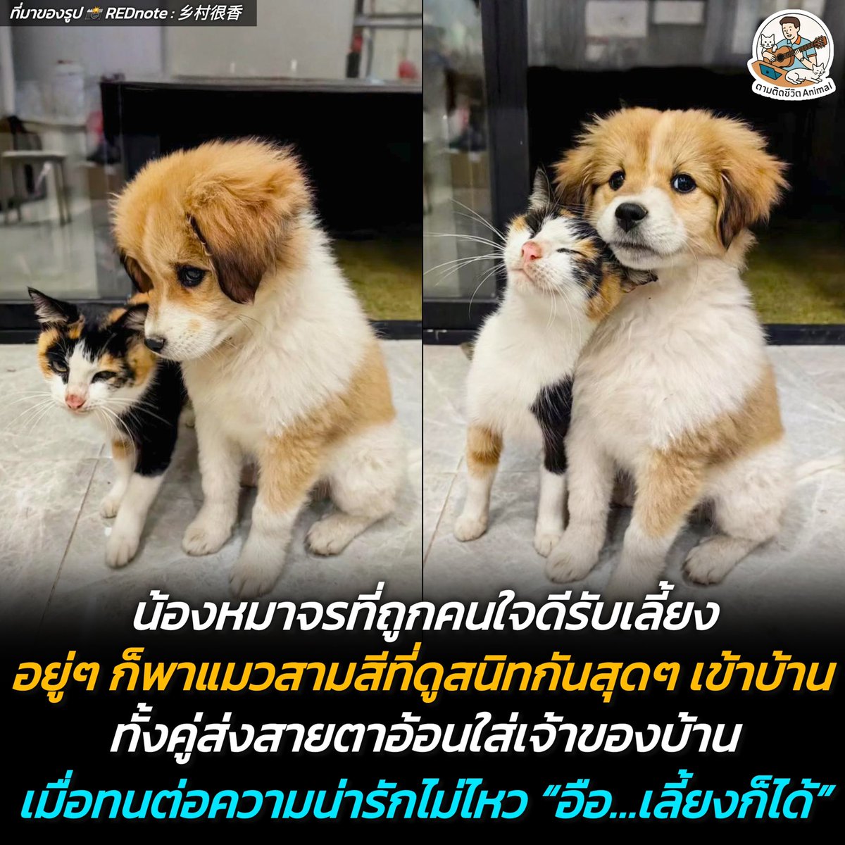 ตามติดชีวิตAnimal tweet media