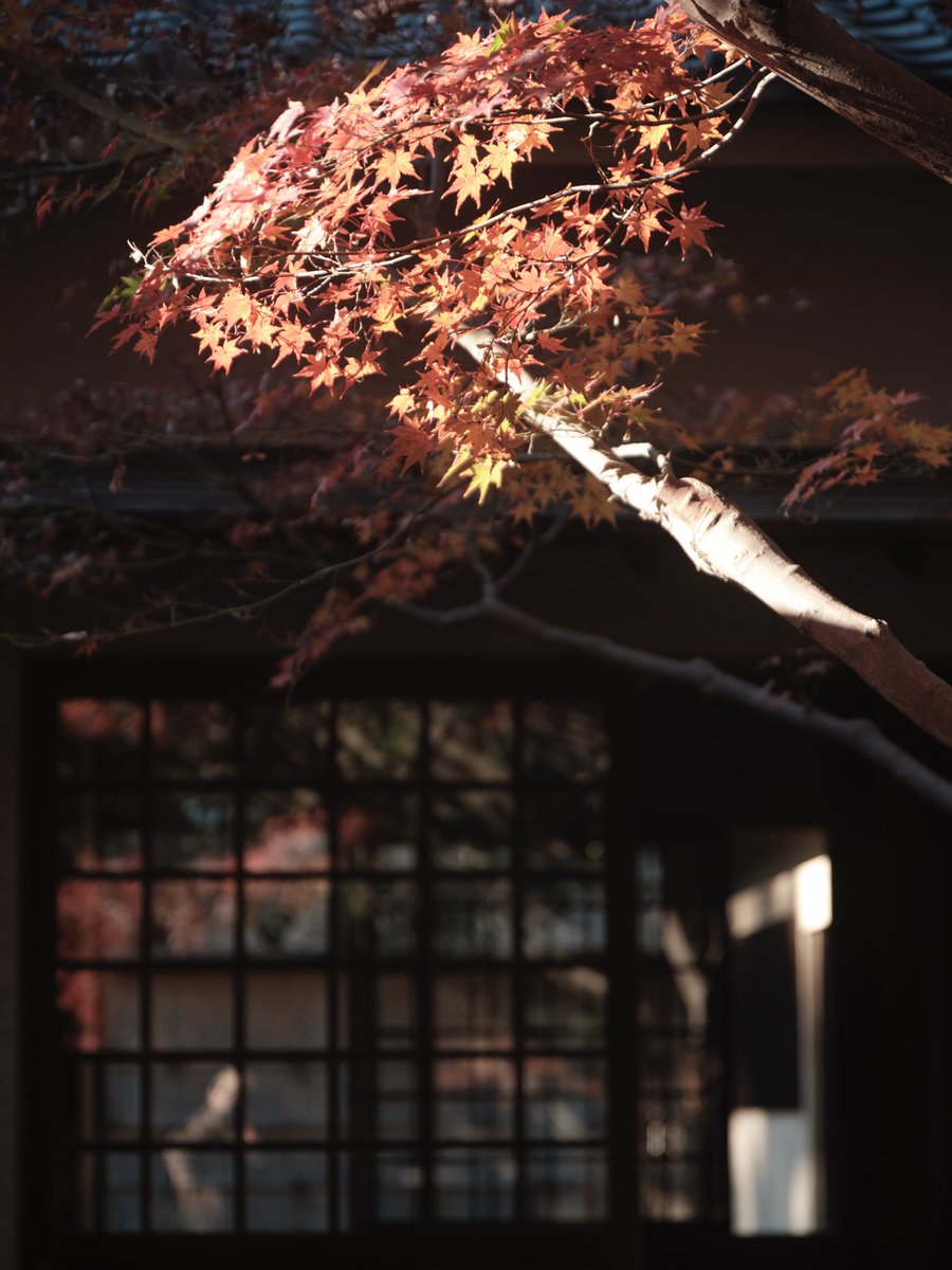 Jaylu1991's tweet photo. #大田黒公園 
#fujifilm xt5
#Tamron 17-70mm f2.8 https://t.co/4NaQFwO8kM