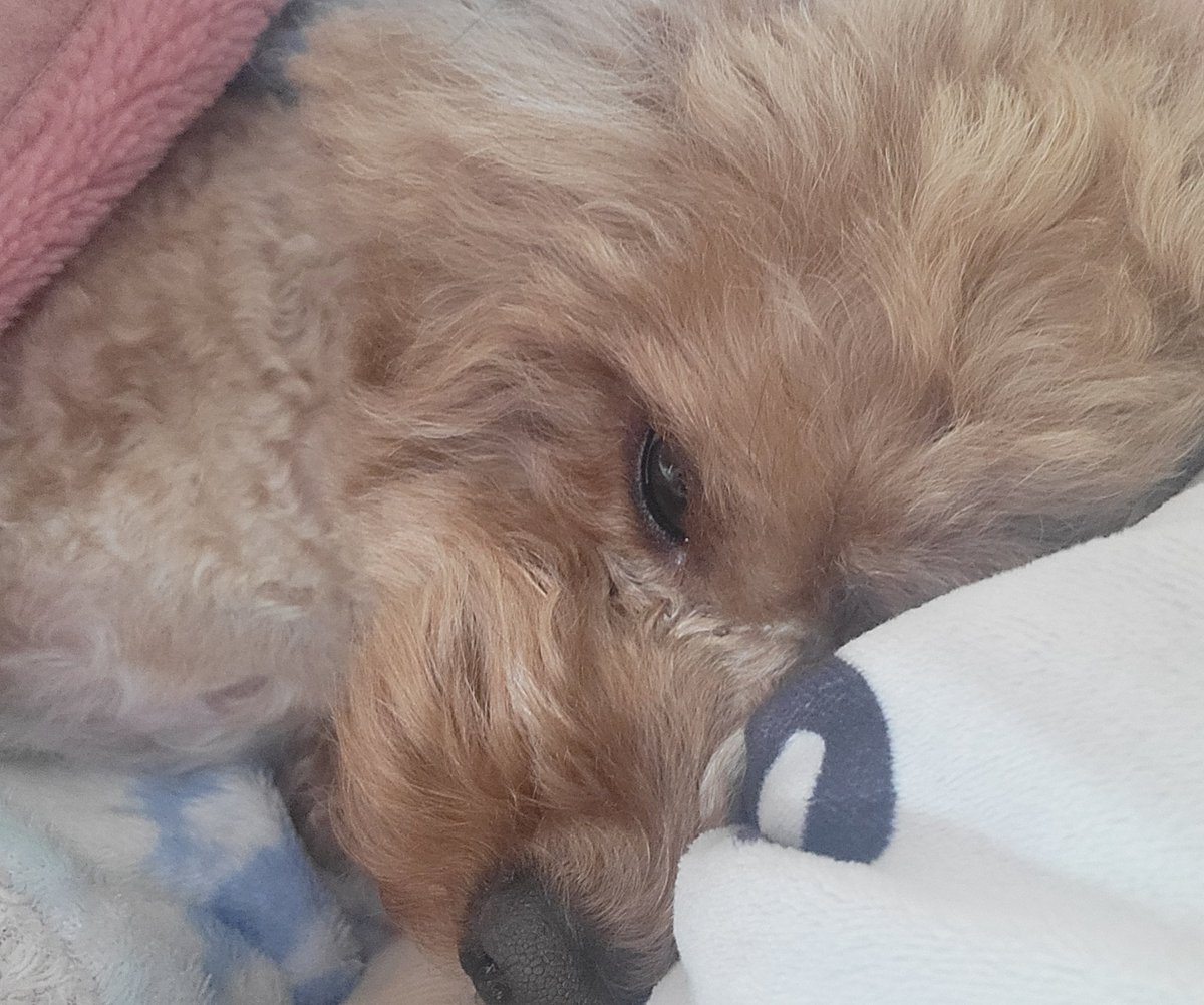 uyu0423's tweet photo. 添い寝中…zzZ
そろそろ腕痛くなってきたぞ😇
めちゃくちゃ可愛いんだけどね🥹🩵
#マルプー
#ミックス犬
#犬のいる生活 
#うゆくんの成長記録 https://t.co/O4p065Mj76