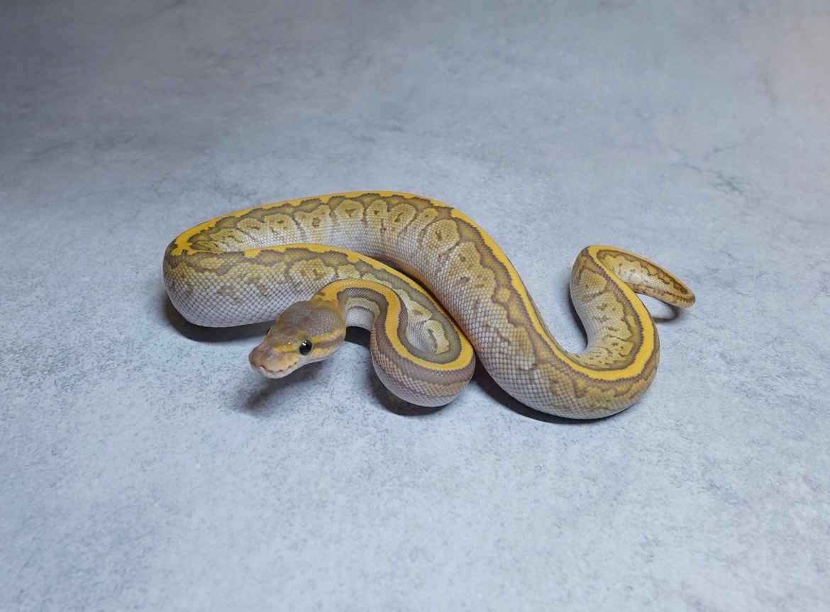 真夜中のビバリウム【MIDNIGHT VIVARIUM】 (@mayo_viva) / Posts / X