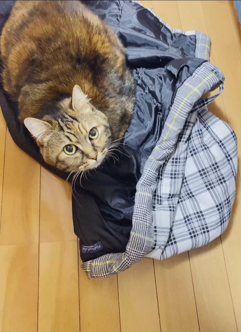 半纏も寒いと思うので暖めてもらってます
 #猫のいる暮らし
 #姉猫