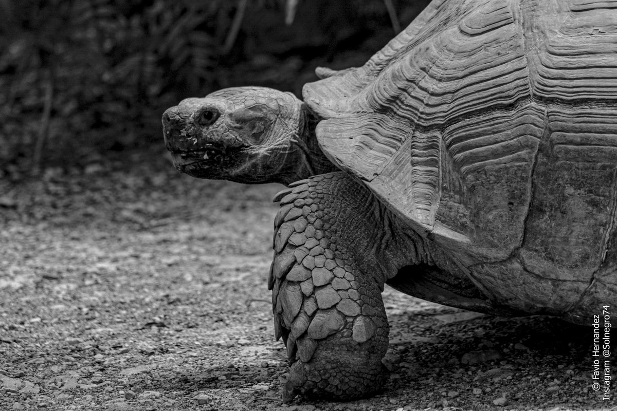 solnegro74's tweet photo. "De roca caparazón"

#fotografia #blancoynegro #tortugas #reptiles #animales #photography #blackadnwhite #turtles #animals https://t.co/BME8zVcBuf
