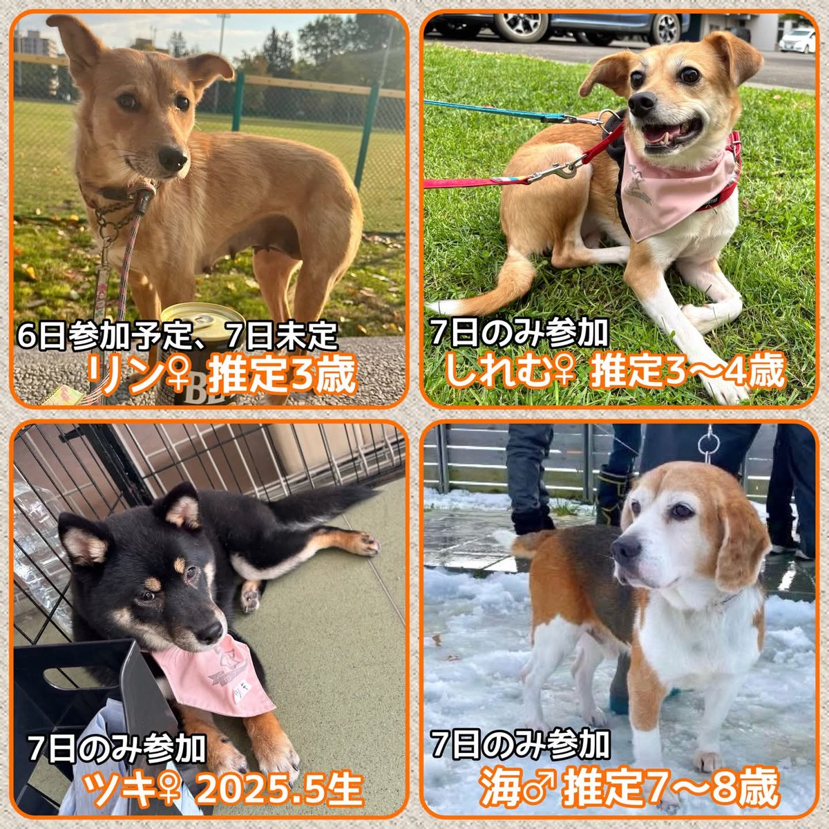 📣保護犬譲渡会＆チャリティー物販📣

参加メンバーご紹介②

ジョイフルエーケー屯田店に会いにきてねー💖by参加メンバーず

🍀日程はポスターをご覧ください

🍀詳しくはコチラ↓
instagram.com/p/DR3cEVukrJg/…

#譲渡会 #保護犬 #子犬 #幼犬 #成犬 #雑種 #柴犬 #ビーグル #ダックス #MIX #北海道 #札幌
