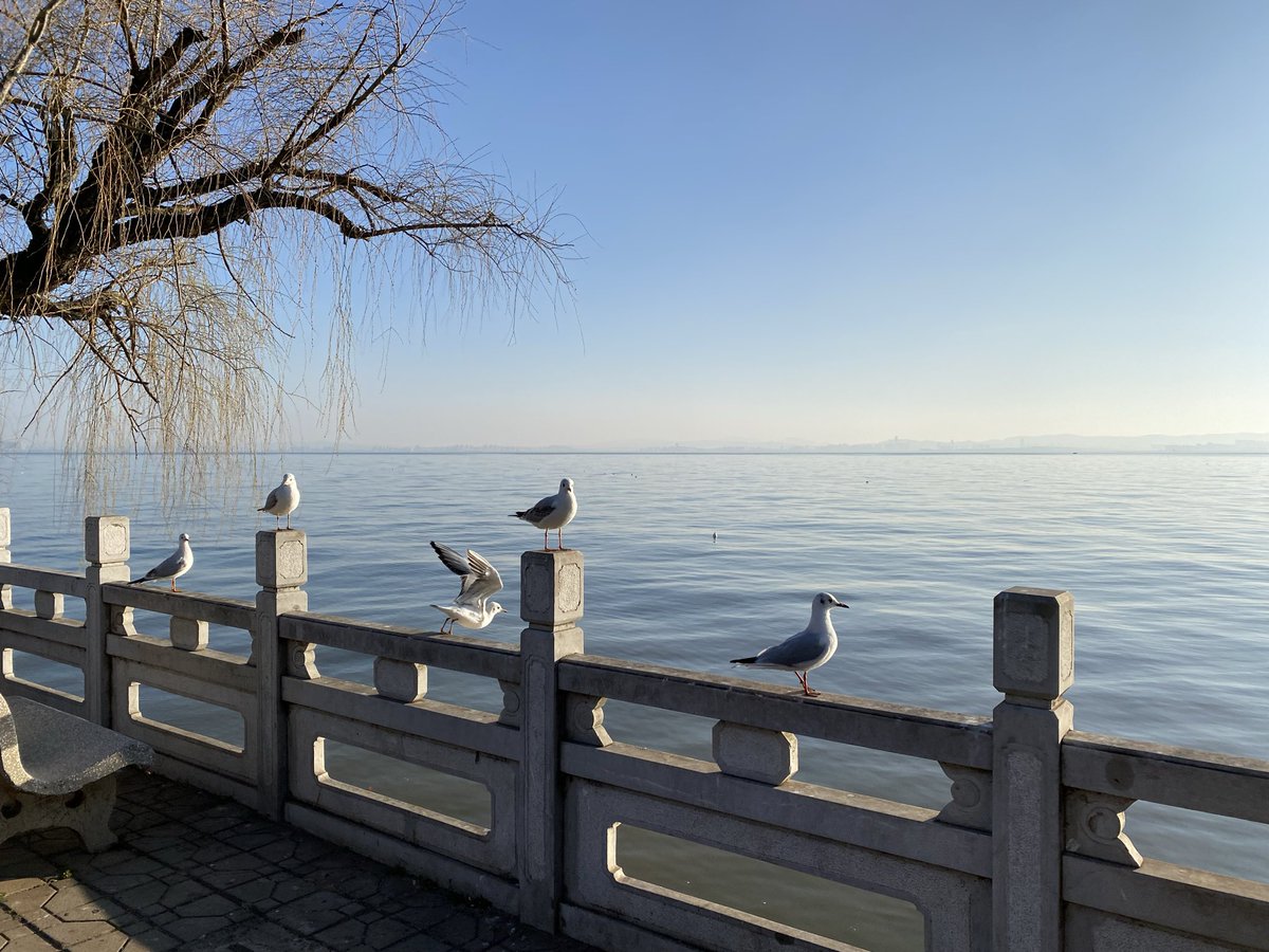 Jimgreen_BTC's tweet image. Midnight of Zama: Season 5 — The Final Summoning

#Part 1

December 2025. Zama Creator Program Season 5 (the last season before $ZAMA TGE in Q1 2026) has begun like a fever that refuses to break.

@zama only posts gold-and-midnight-blue teasers: encrypted chains pulsing like