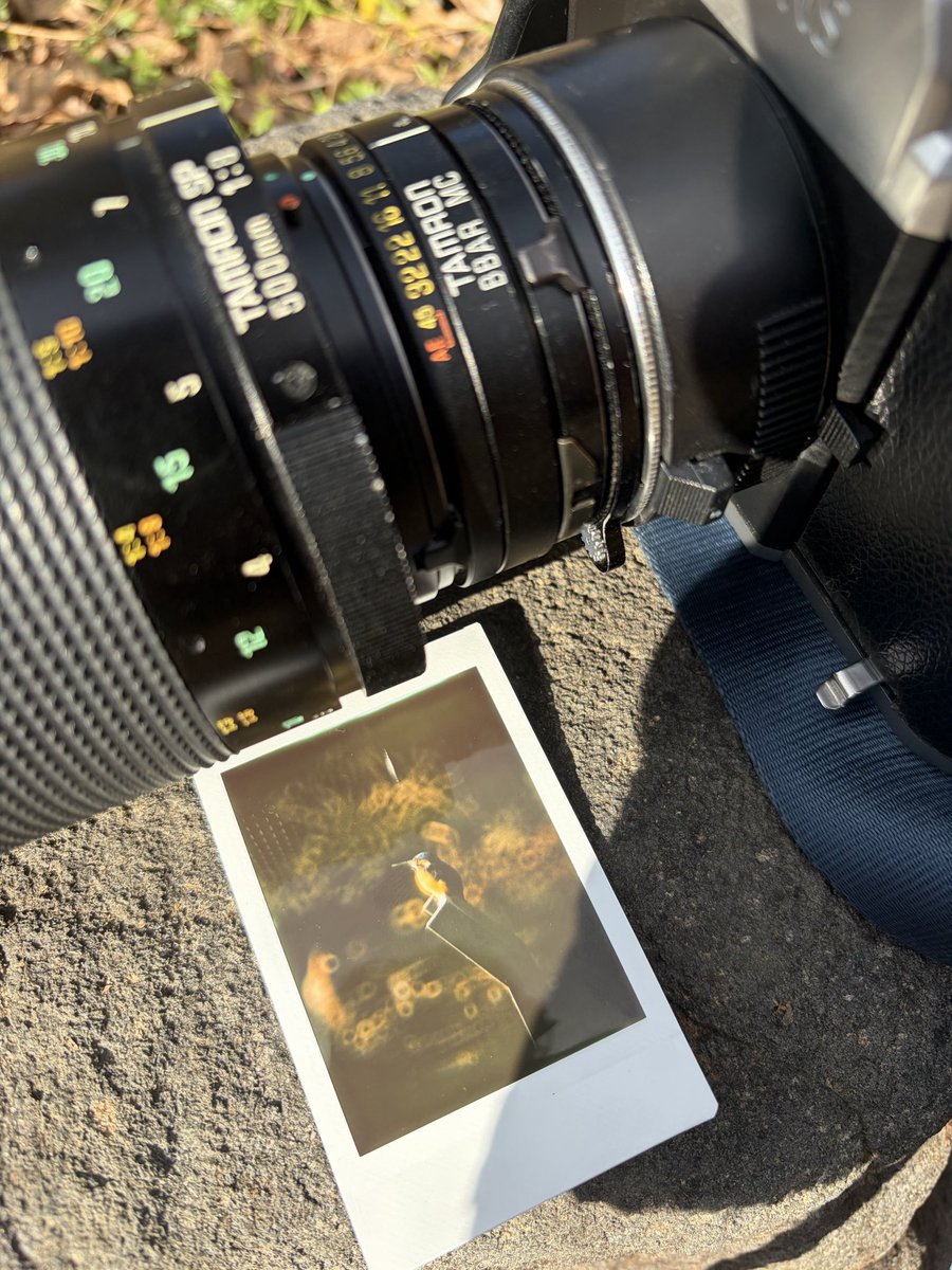 ryoezou's tweet image. チェキでカワセミ撮れたよ
#NONSSL42
#instaxmini
＃チェキフィルム