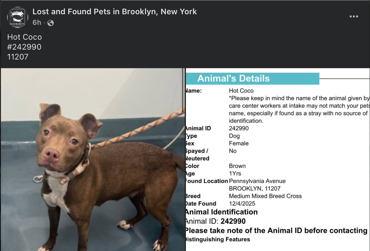 💥🆘Go. Get. Your. Dog.  They may not get out alive!

☎️Call NYCACC at 212-788-4000 and ask for dog by animal i.d. in picture.  #242990

📌Posted by #TeamAnimalVoice