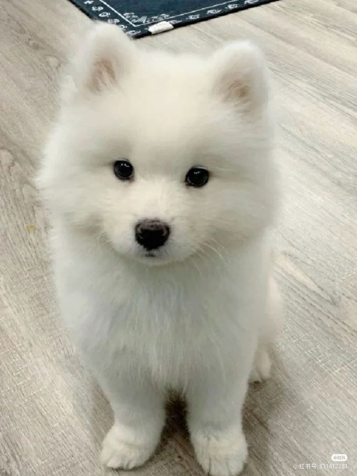 Cuties Puppies tweet media