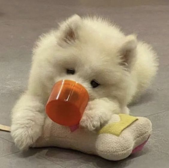 Cuties Puppies tweet media