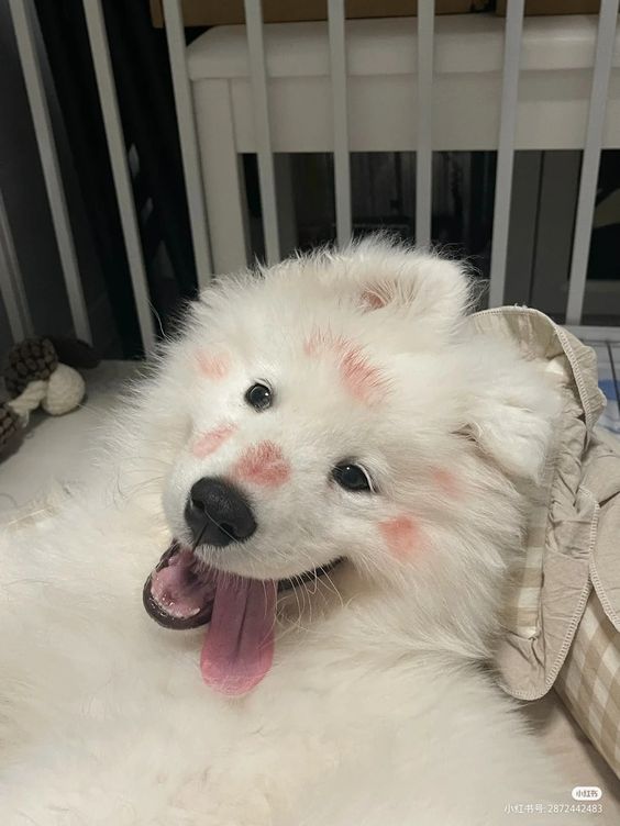Cuties Puppies tweet media