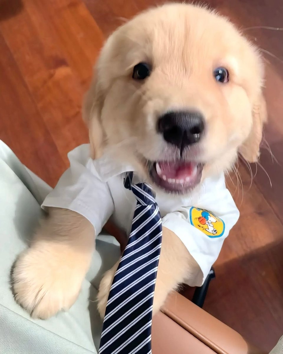 Cuties Puppies tweet media