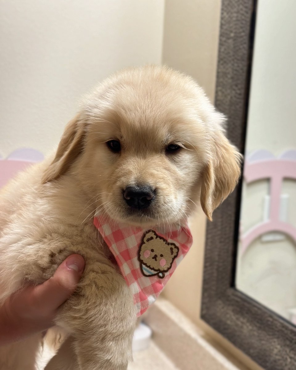 Cuties Puppies tweet media