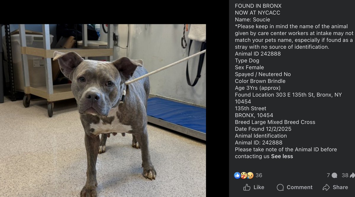 💥🆘Go. Get. Your. Dog.  They may not get out alive!

☎️Call NYCACC at 212-788-4000 and ask for dog by animal i.d. in picture.  #242888

📌Posted by #TeamAnimalVoice
