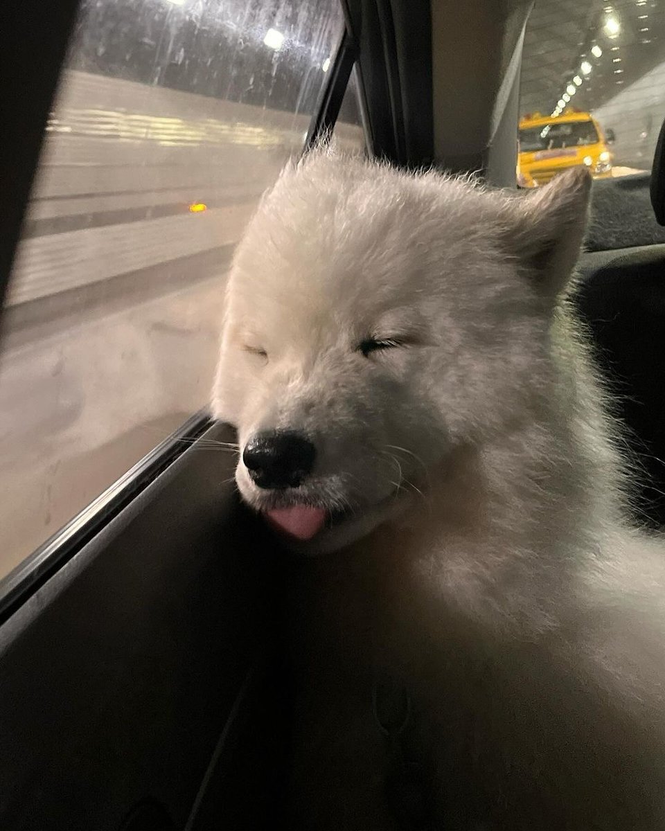 Cuties Puppies tweet media