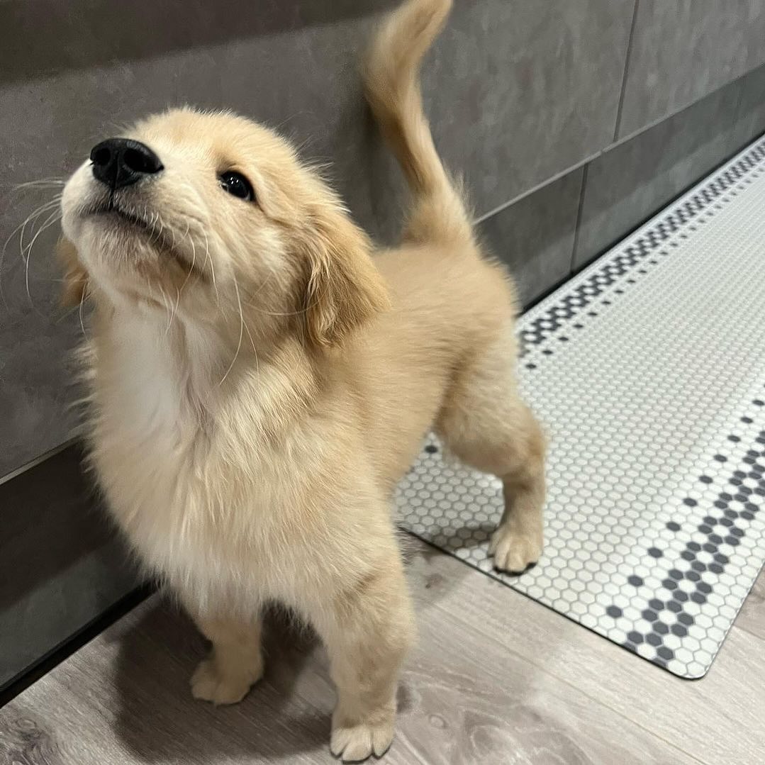 Cuties Puppies (@cutiespuppies) on Twitter photo 