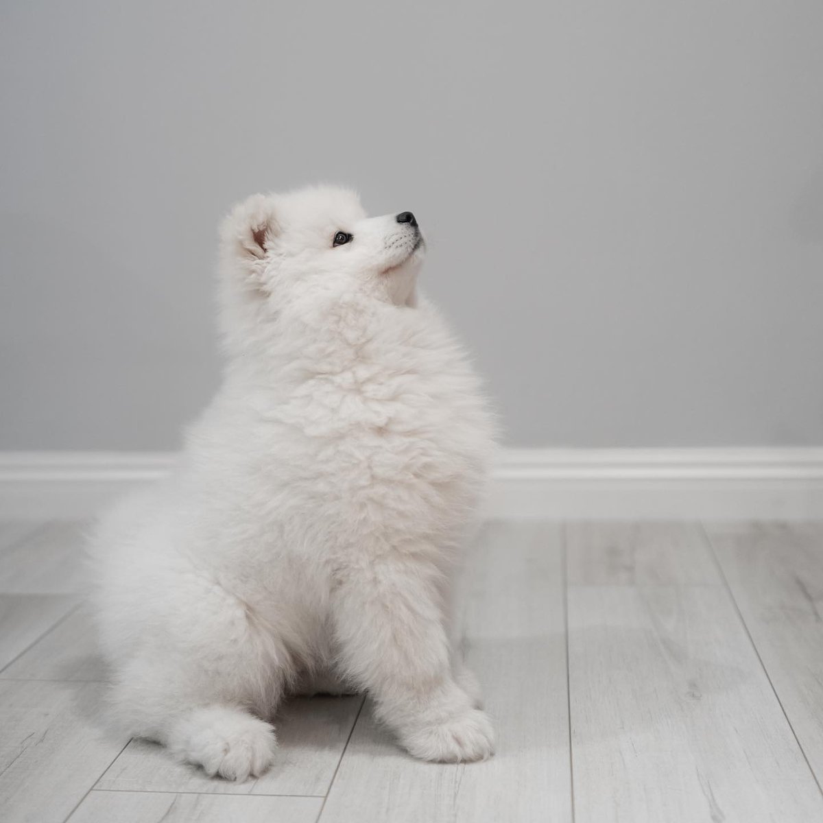 cutiespuppies's tweet photo. https://t.co/bBbTRrJClz