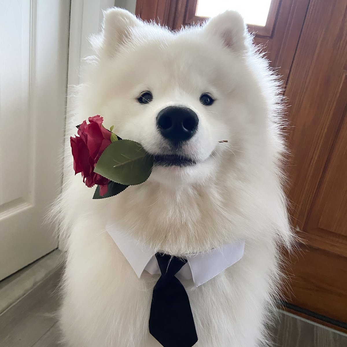 Cuties Puppies tweet media