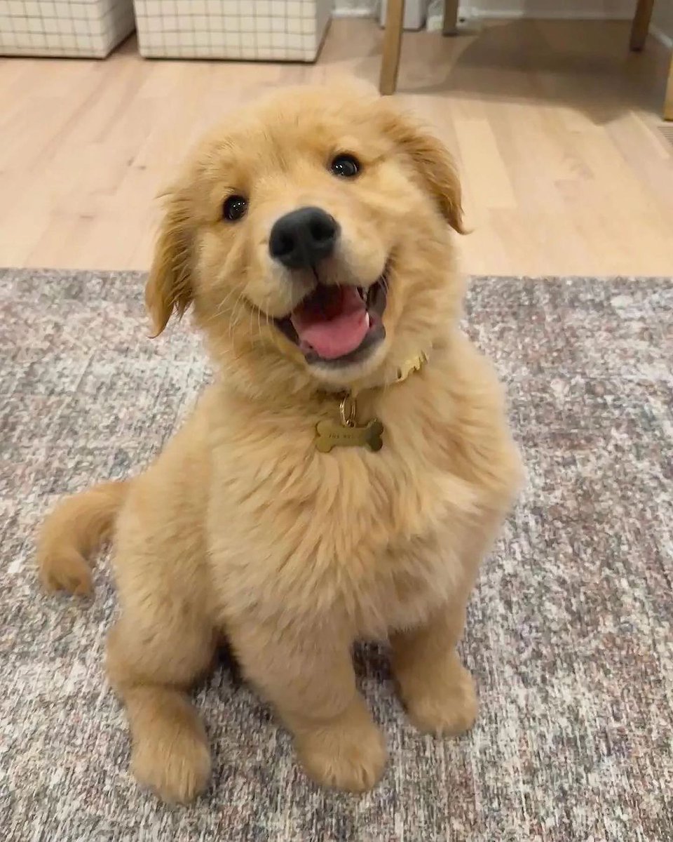 cutiespuppies's tweet image. 