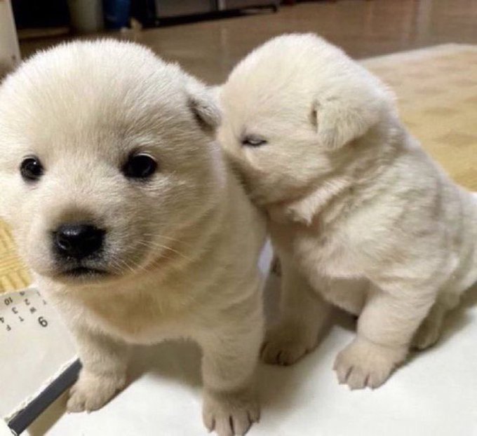 Cuties Puppies tweet media