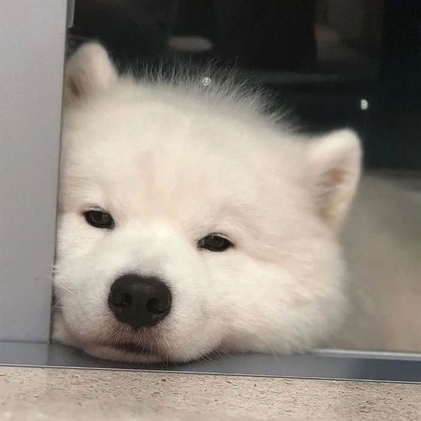 Cuties Puppies (@cutiespuppies) on Twitter photo 