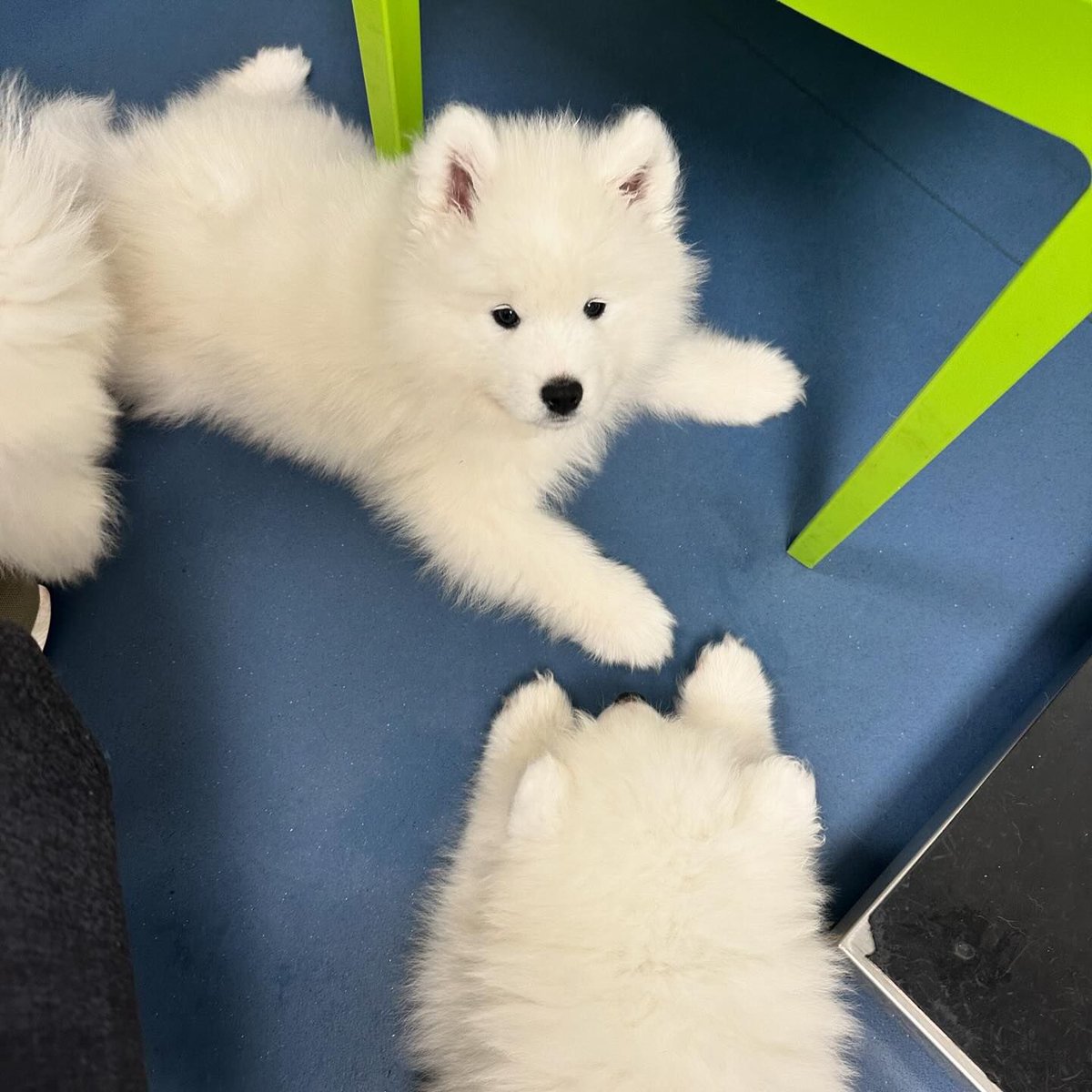 cutiespuppies's tweet photo. https://t.co/Q4CgptN51B