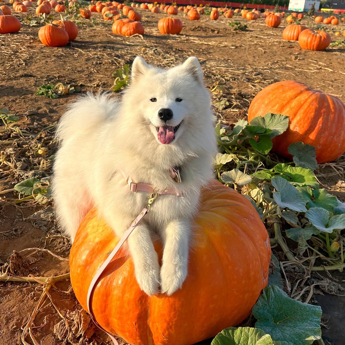 cutiespuppies's tweet photo. https://t.co/Z9EoZKY3AB