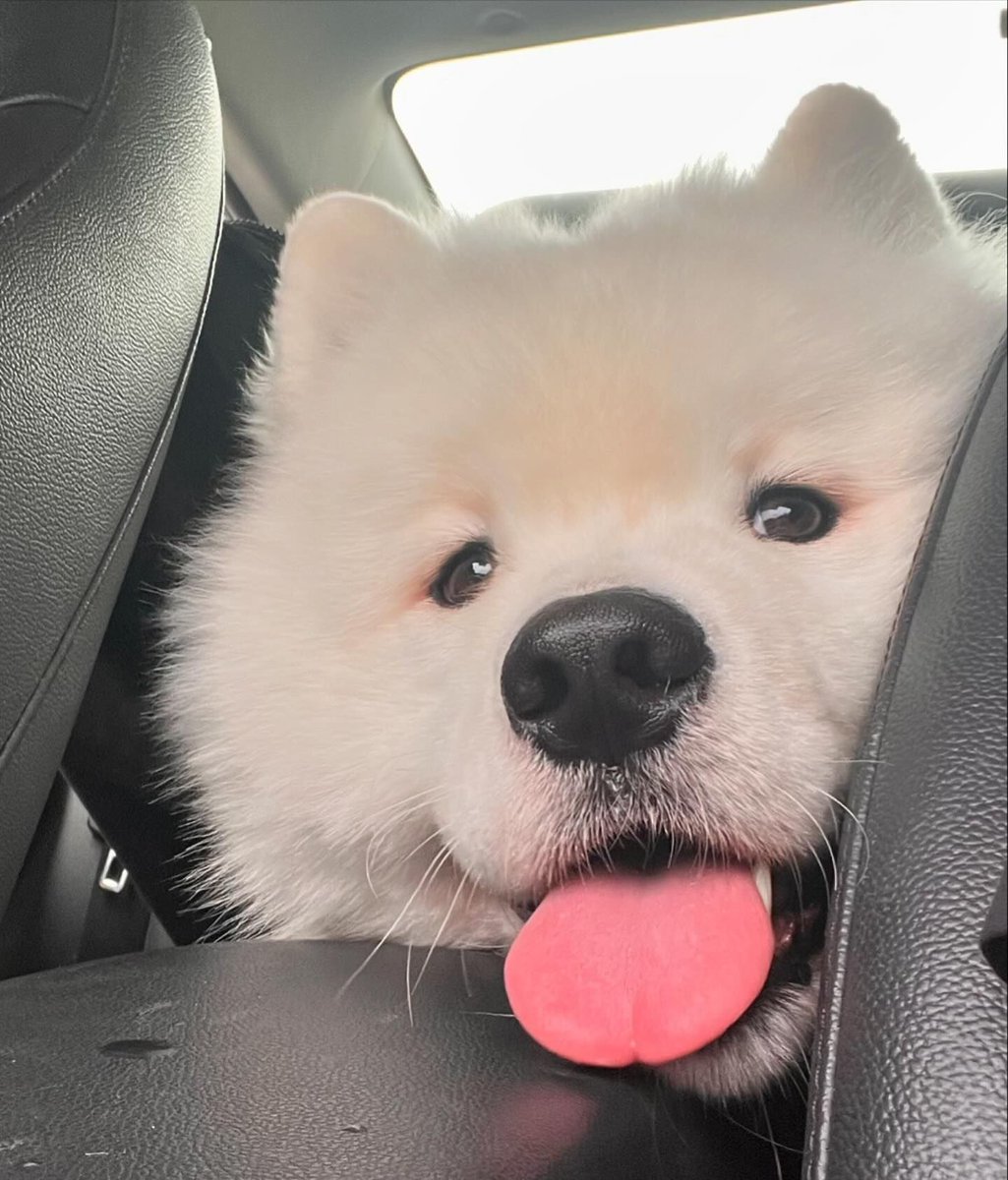 Cuties Puppies (@cutiespuppies) on Twitter photo 