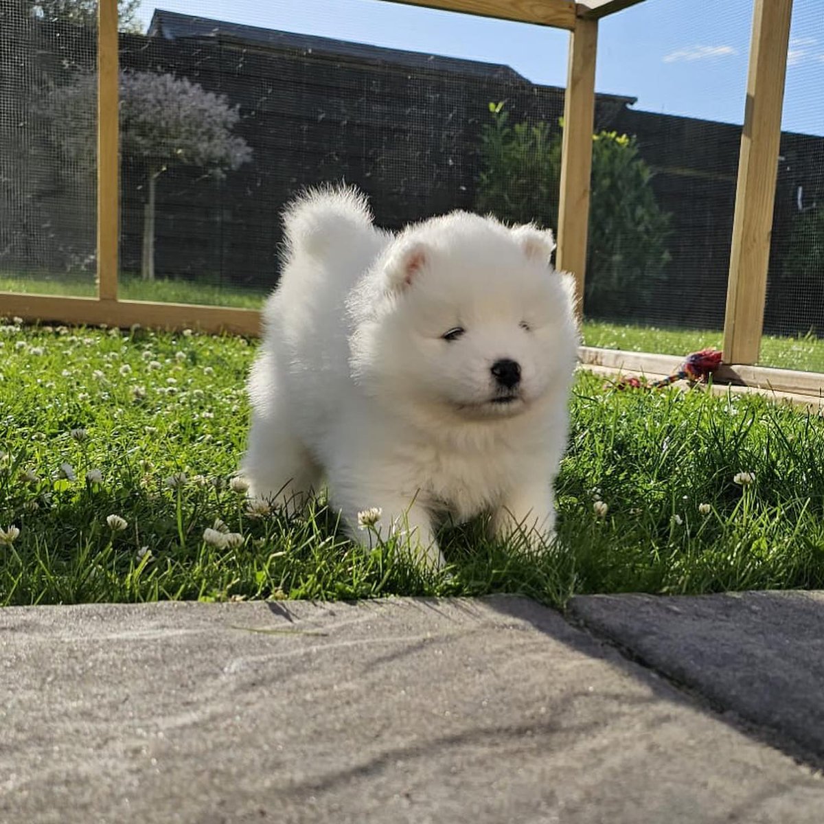 Cuties Puppies tweet media