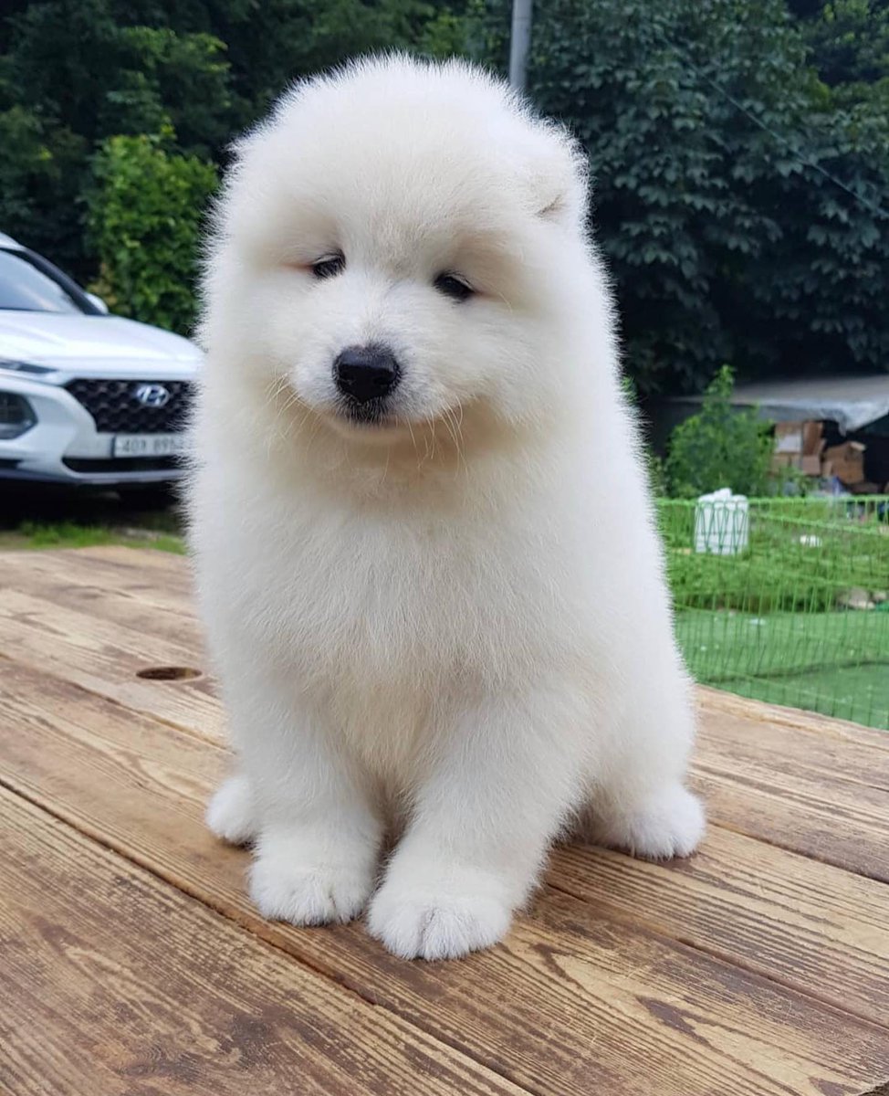 Cuties Puppies tweet media