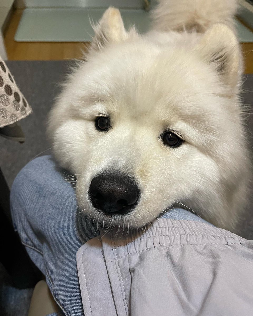 Cuties Puppies tweet media