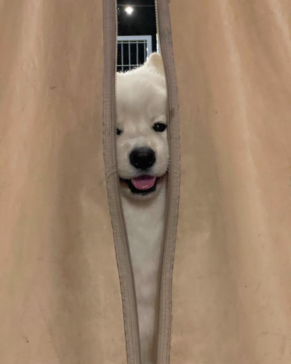 Cuties Puppies tweet media