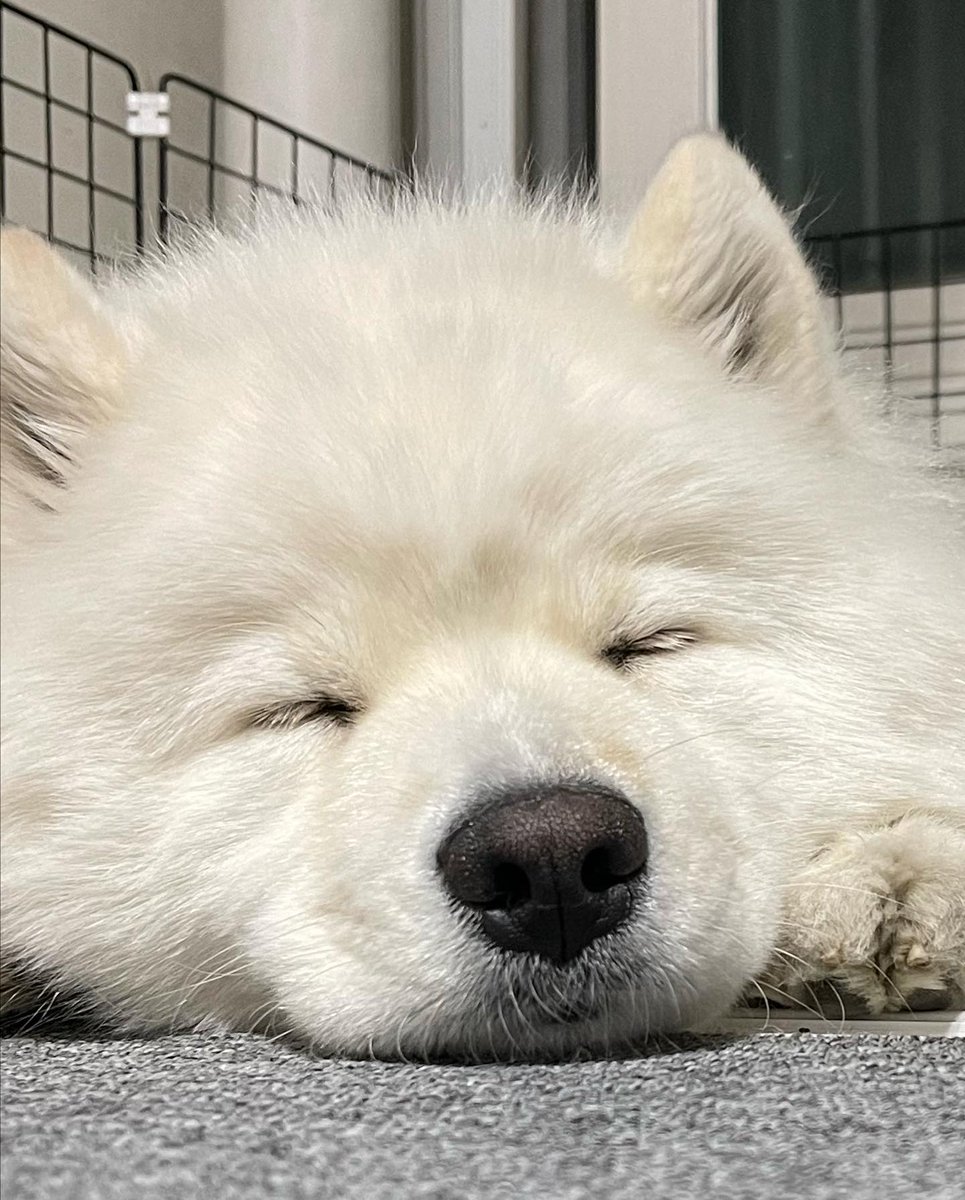 Cuties Puppies tweet media