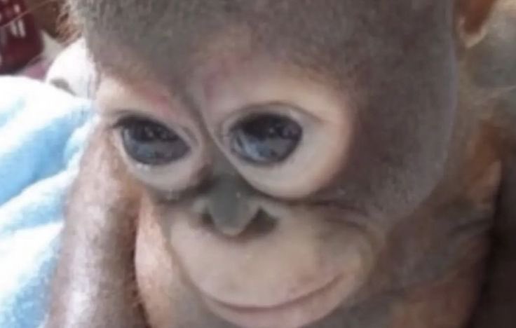 genduk (@meongmeowmiau) on Twitter photo 