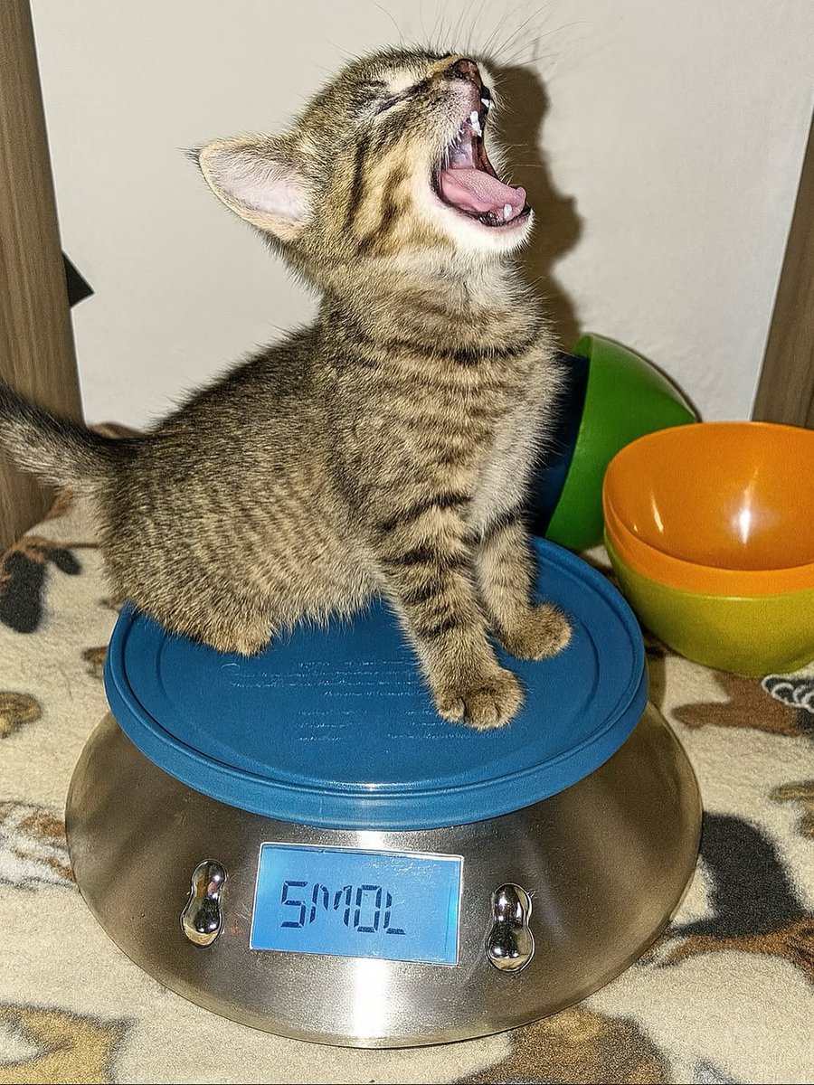 smol silly cat (@catsillyness) on Twitter photo 