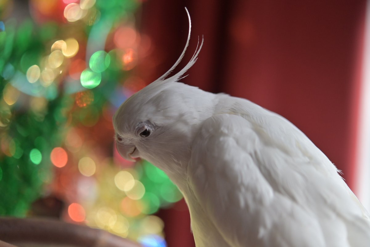 Post by オカメインコのゆき＆ on X: クリスマスツリー