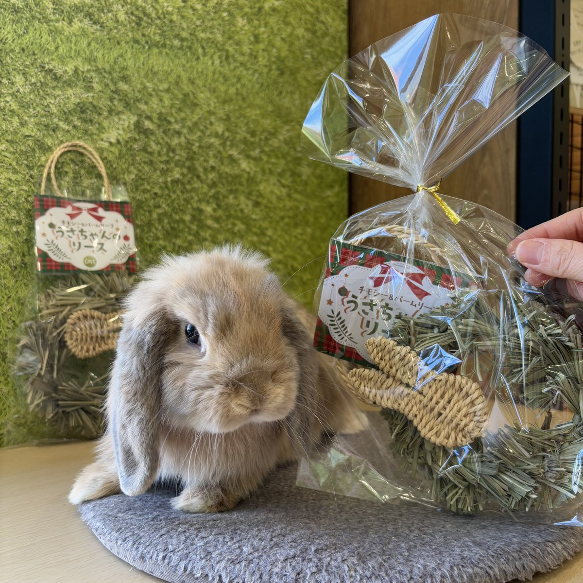 新商品入荷のお知らせ📣】 うさちゃんのリースが入荷しました