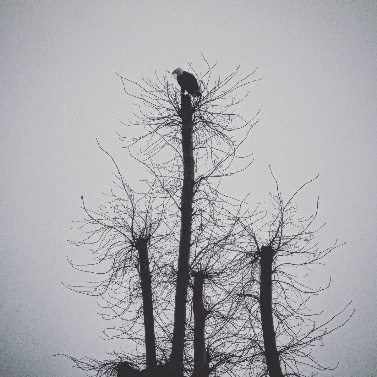 pnwkate's tweet image. Bald eagle Tsawassen BC 🇨🇦🦅🖤