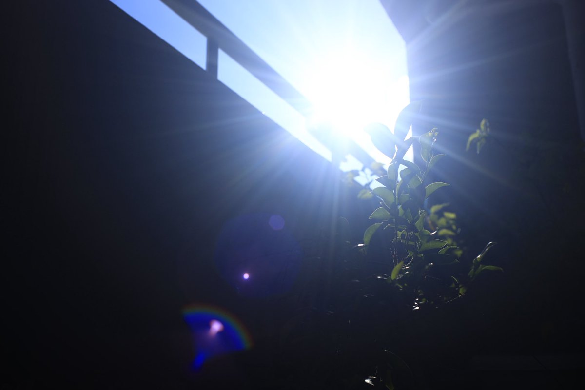 juntas070746's tweet photo. Canon FL35mm F2.5
#CANON
#eosr
#canonfl https://t.co/4qgDvMqFR4