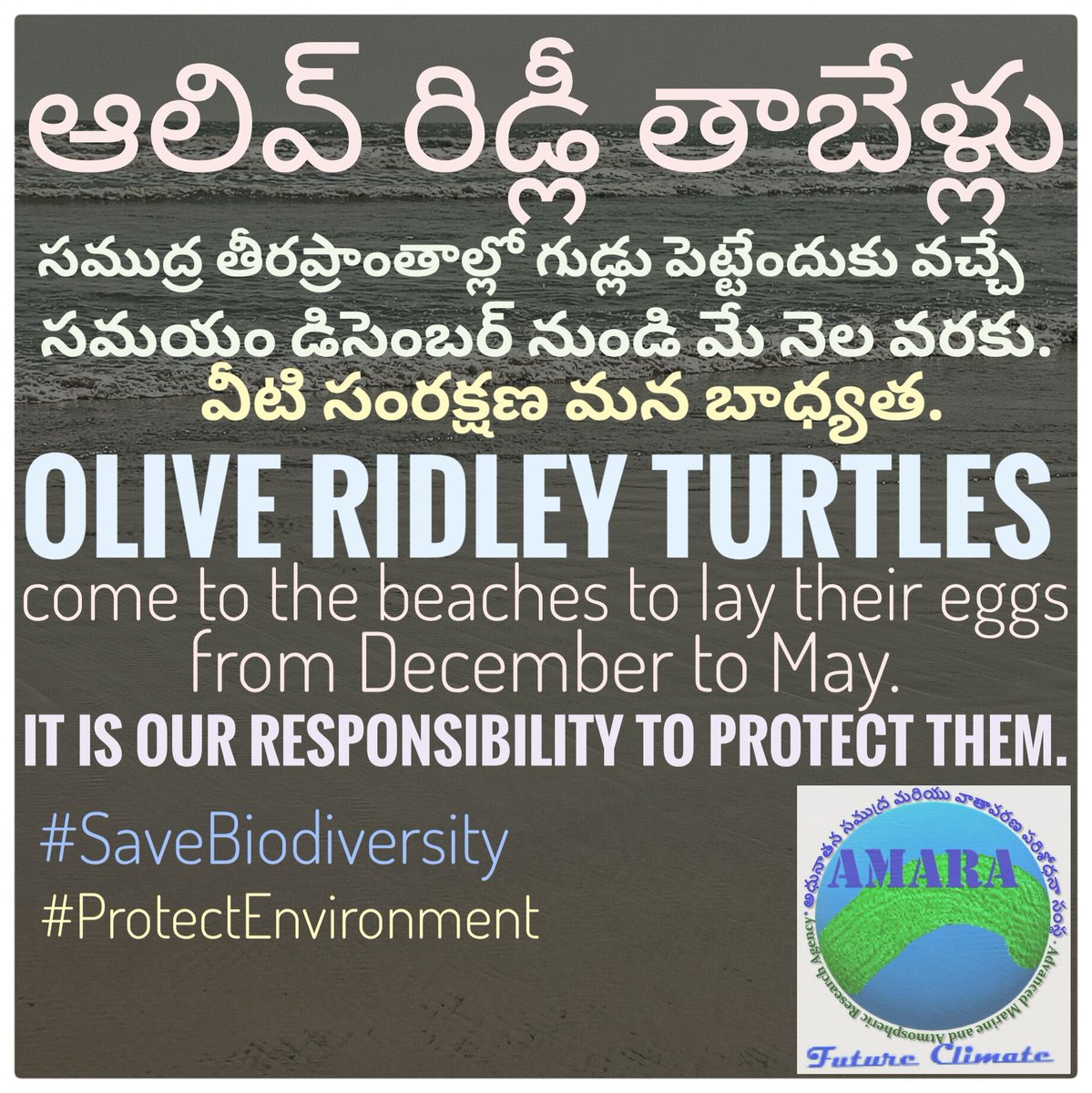 AMARA_INT's tweet photo. #AMARAgency #ClimateChange #OliveRidley #Turtles #Beach #Coast #Egga #BioDiversity #Environment #EcoFriendly #Life #Lifestyle #Tourism #Pollution #Plastic #Chemical #FossilFuel #Ocean #Earth #Trade #Transportation #Ships #Mangrove #Health #Food #Extreme #Weather #Hazard #Animal https://t.co/4QmgS4fZJl