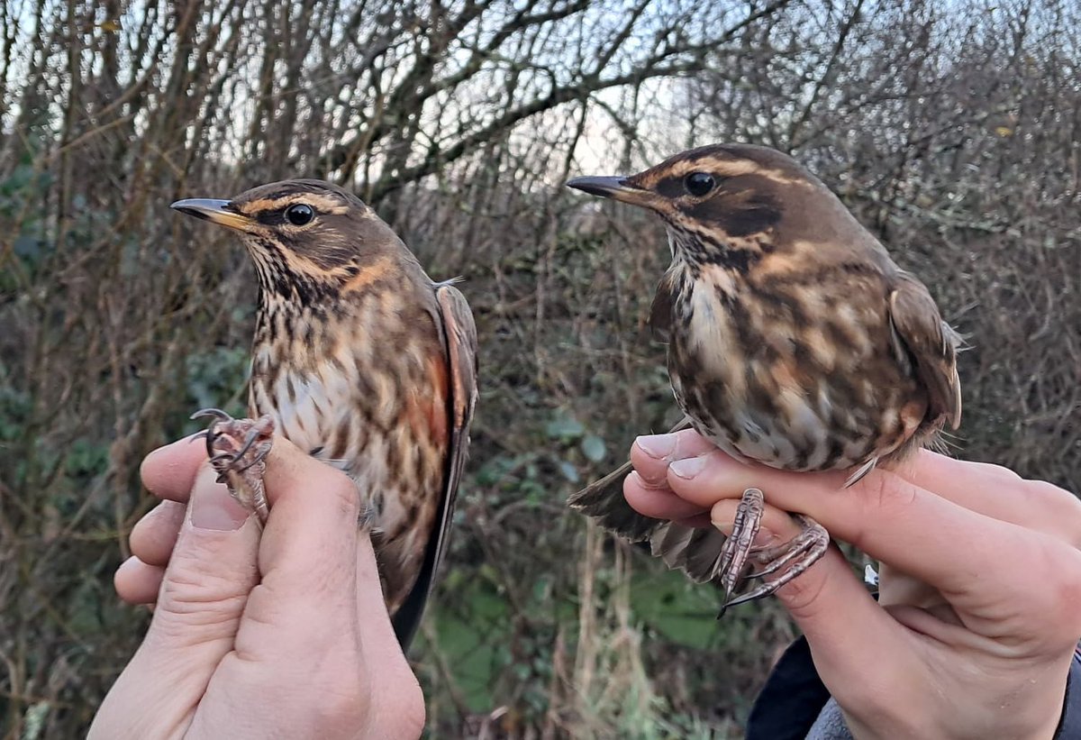 Sam Bayley tweet media