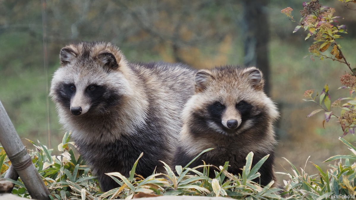 たぬきページ 姉妹みたいな仲良しタヌキ（姉妹ではないです） #松本市アルプス公園