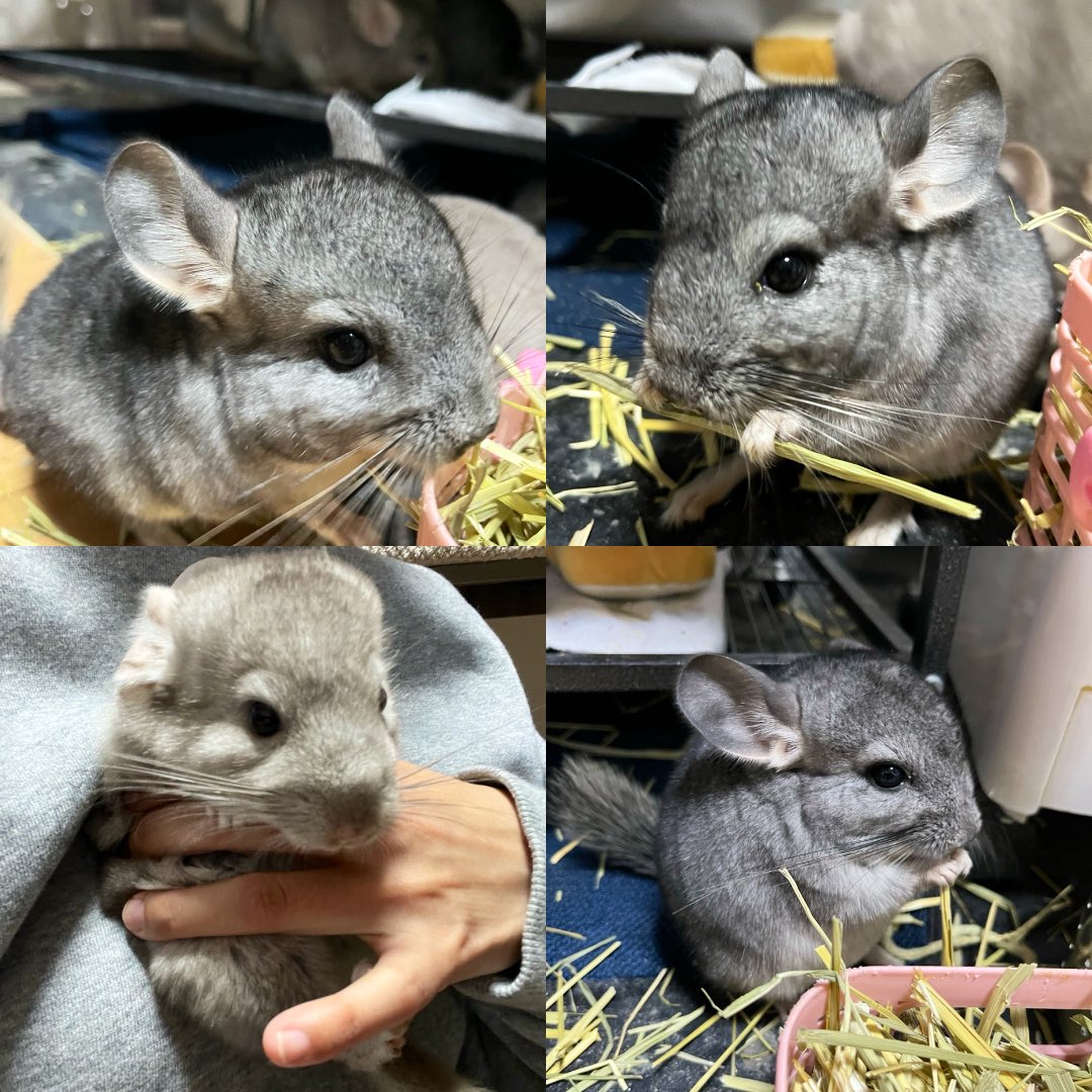 いおり SHIRAME \ 釣りまぶし \ 隼華11期生 tweet media