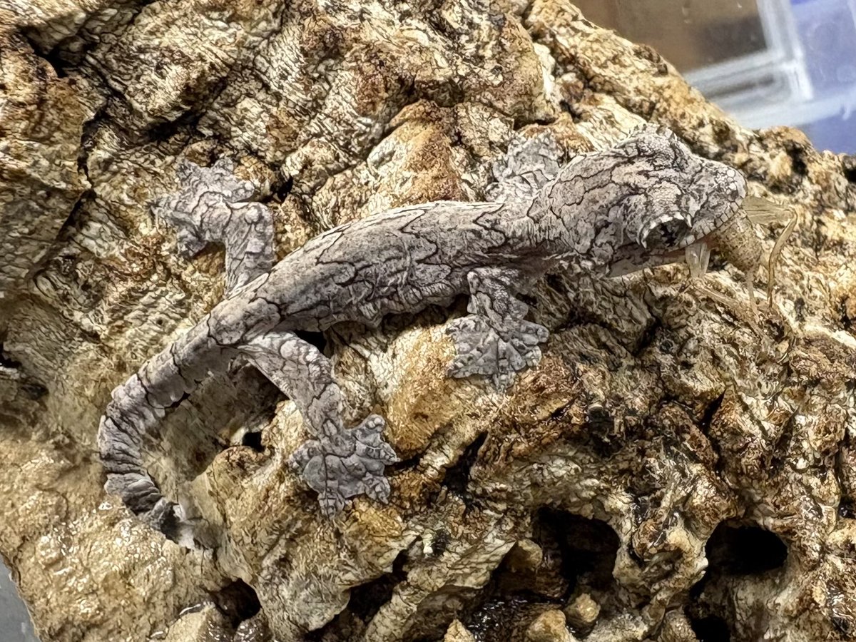 11月4日ハッチのパラシュートゲッコー販売開始します〜！ Sサイズの頭