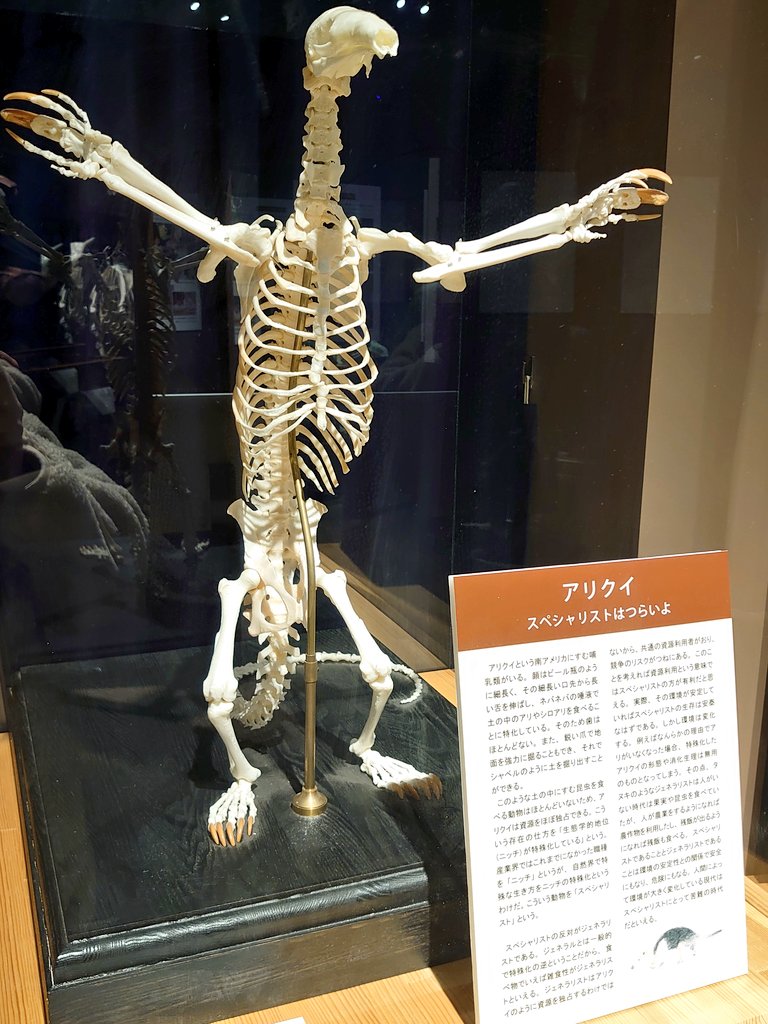 716sandy's tweet photo. これが見たくて…
お怒りポーズ💢

#ミナミコアリクイ の骨格標本
#azabuUniversity #skeletalspecimen #Tamandua https://t.co/DoeLmKcpWS