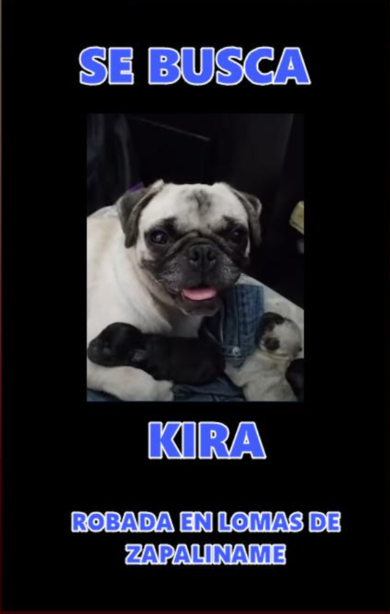 Entran a robar a domicilio y lo saquean, hasta la mascota se llevaron, continua la inseguridad en #Saltillo  

detalles:

facebook.com/share/p/17w6dh…