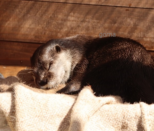 goma✨ (@otter_goma) / Posts / X